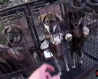 JAV Teen GF s Sizzling Sucking Skills: Enchanting Nymph Slurps Boyfriend s Humongous Dick